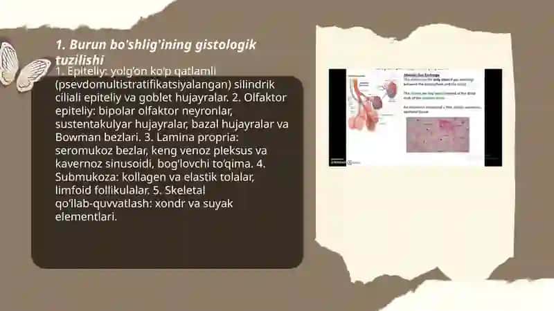 Nafas olish tizimi gistalogiyasi 3
