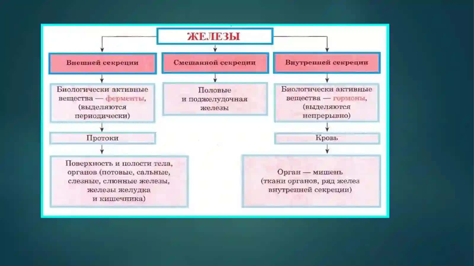 Inson endokrin tizimi 3
