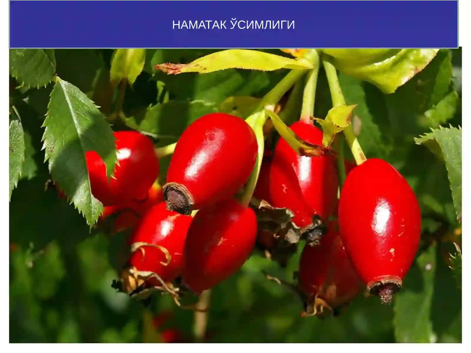 Наъматак ва асарун (валериана) доривор ўсимликларининг зараркунандалари 3