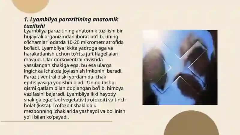 Parazit bir hujayralilardan - Lyambliya, trixomonada va eymeriyaning tuzilishi hamda rivojlanishi 3