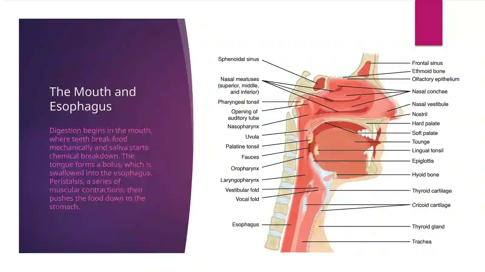 The Human Digestive System 3