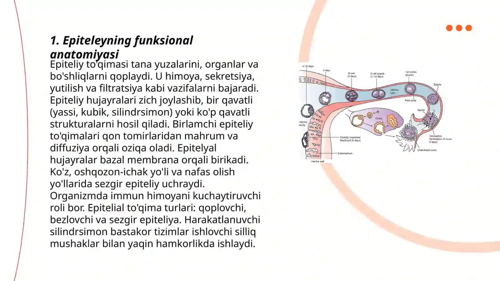 Epiteleyning funksional anatomiyasi 3