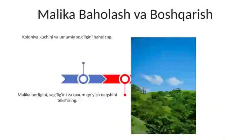 Bahor faslida asalarilarda taftish ishlarini olib borish 3
