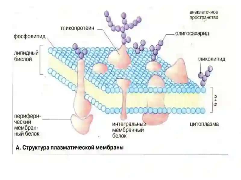 Biologik Membranalar.Biologik Oksidlanish 3