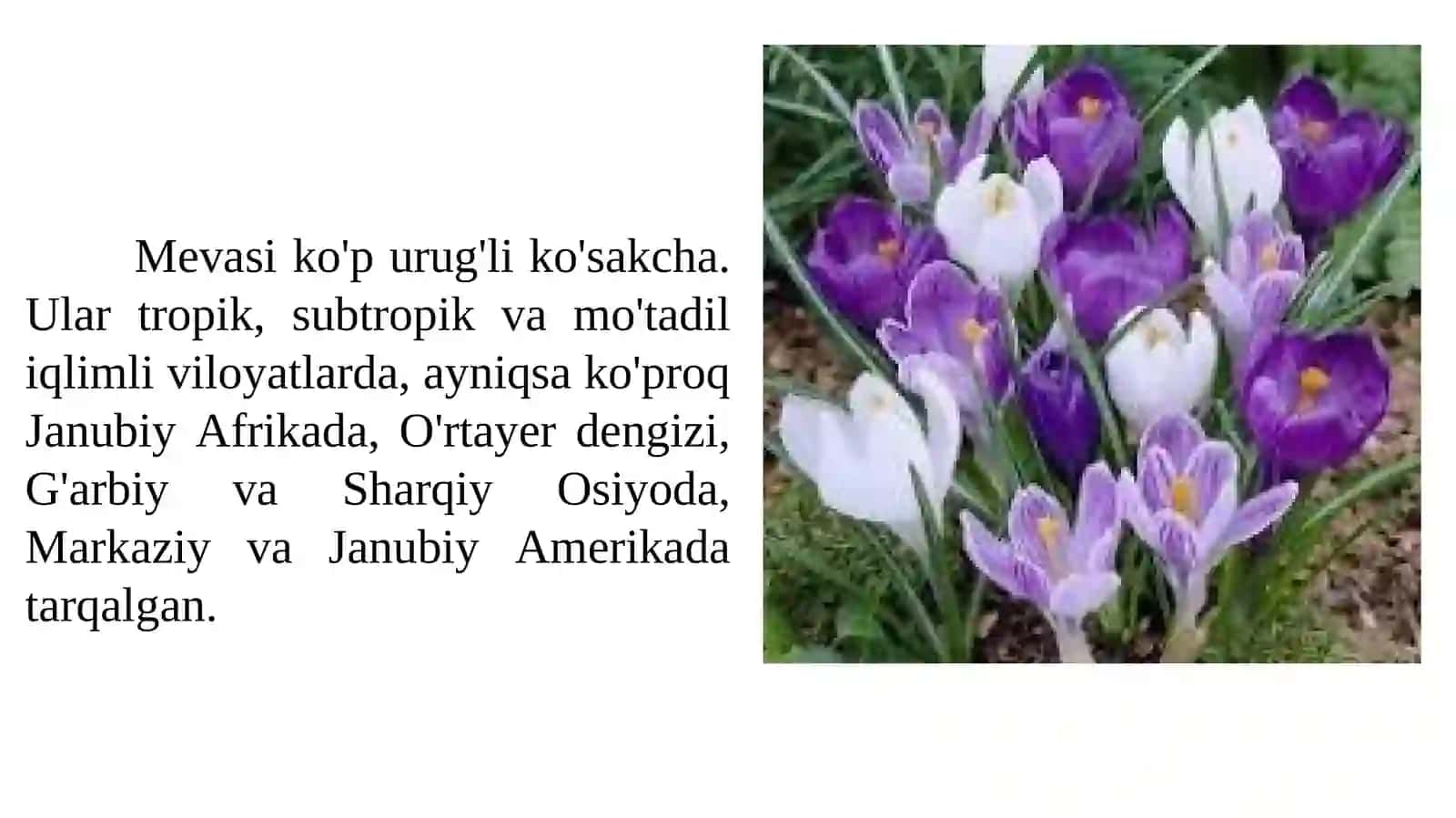 Gulsafsardoshlar 3