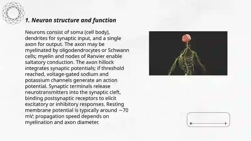 Nervous system 3