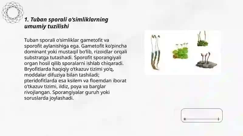 Tuban sporali o‘simliklaming tuzilishi, ko‘payishi va ahamiyati 3