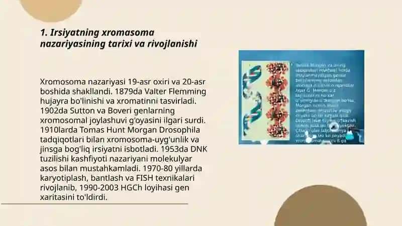 Irsiyatning xromasoma nazariyasi 3