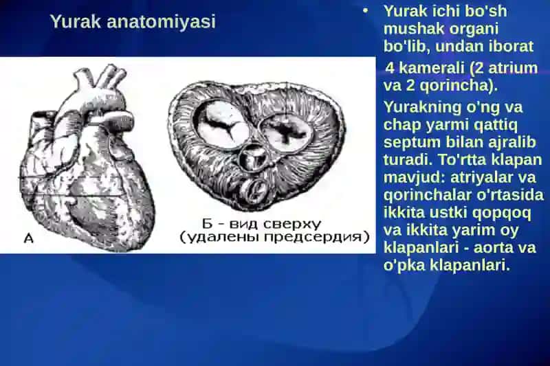 Yurak fiziologiyasi 3