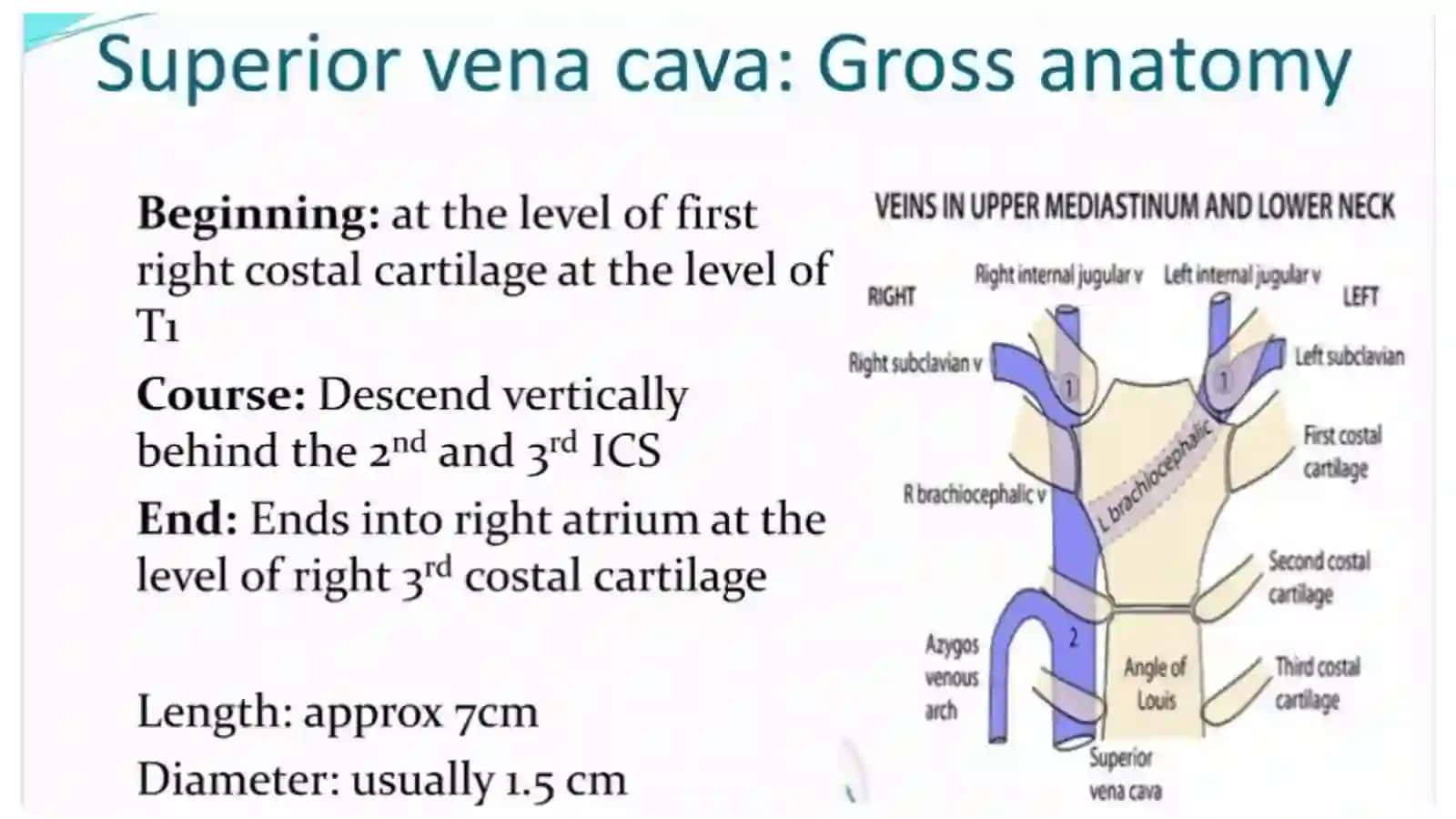 Anatomy of venous system 3