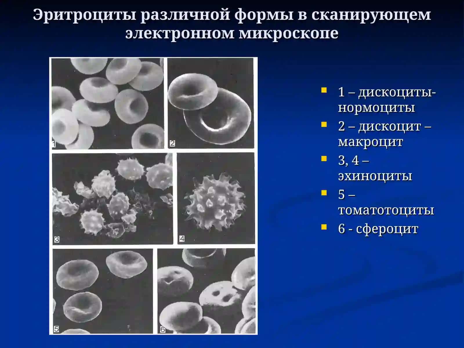 Кровь и кроветворение 3