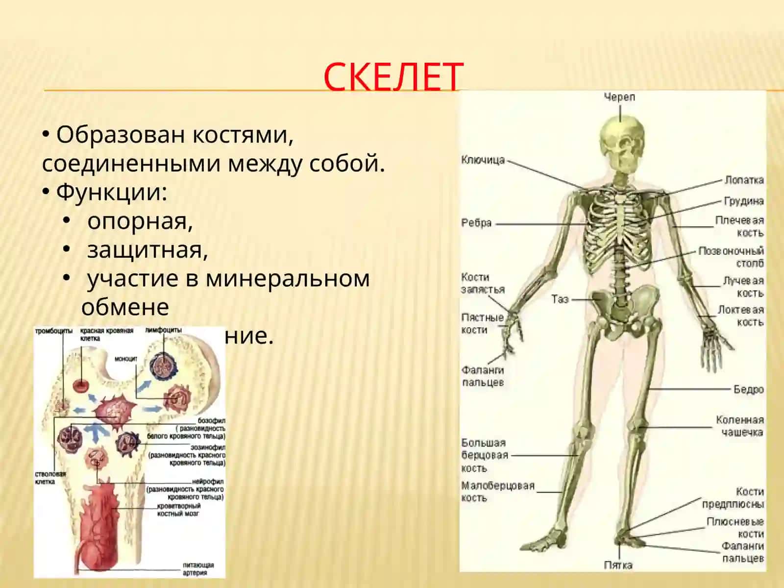 Скелет человека слайд 2026 йил 3