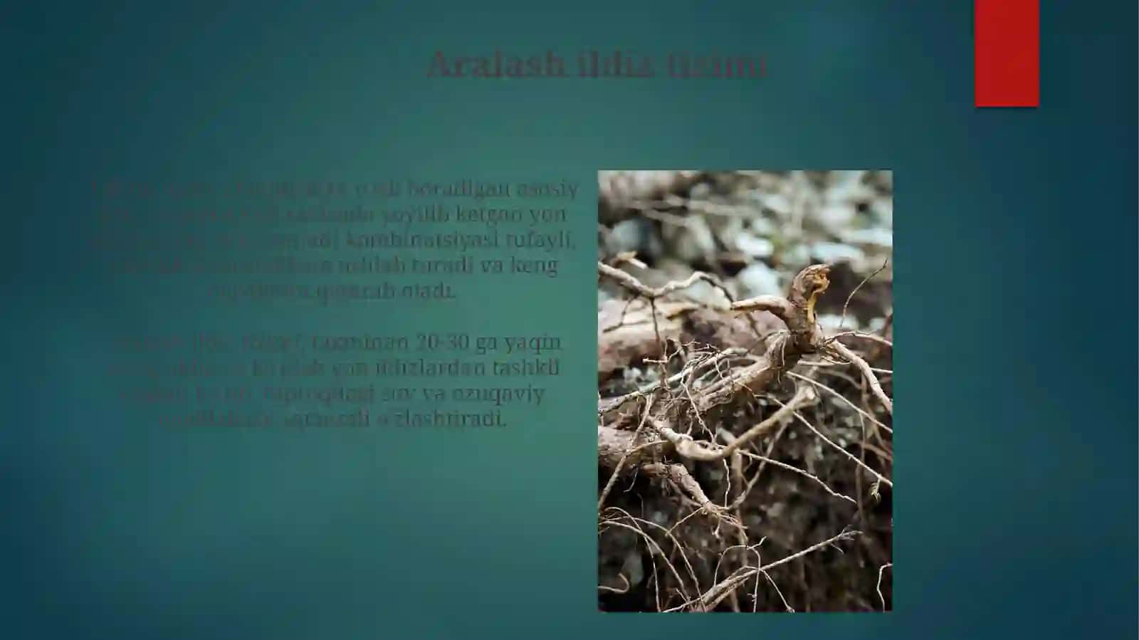 O'simlik ildiz tizimining tiplari tuzilishi va tiplari 3