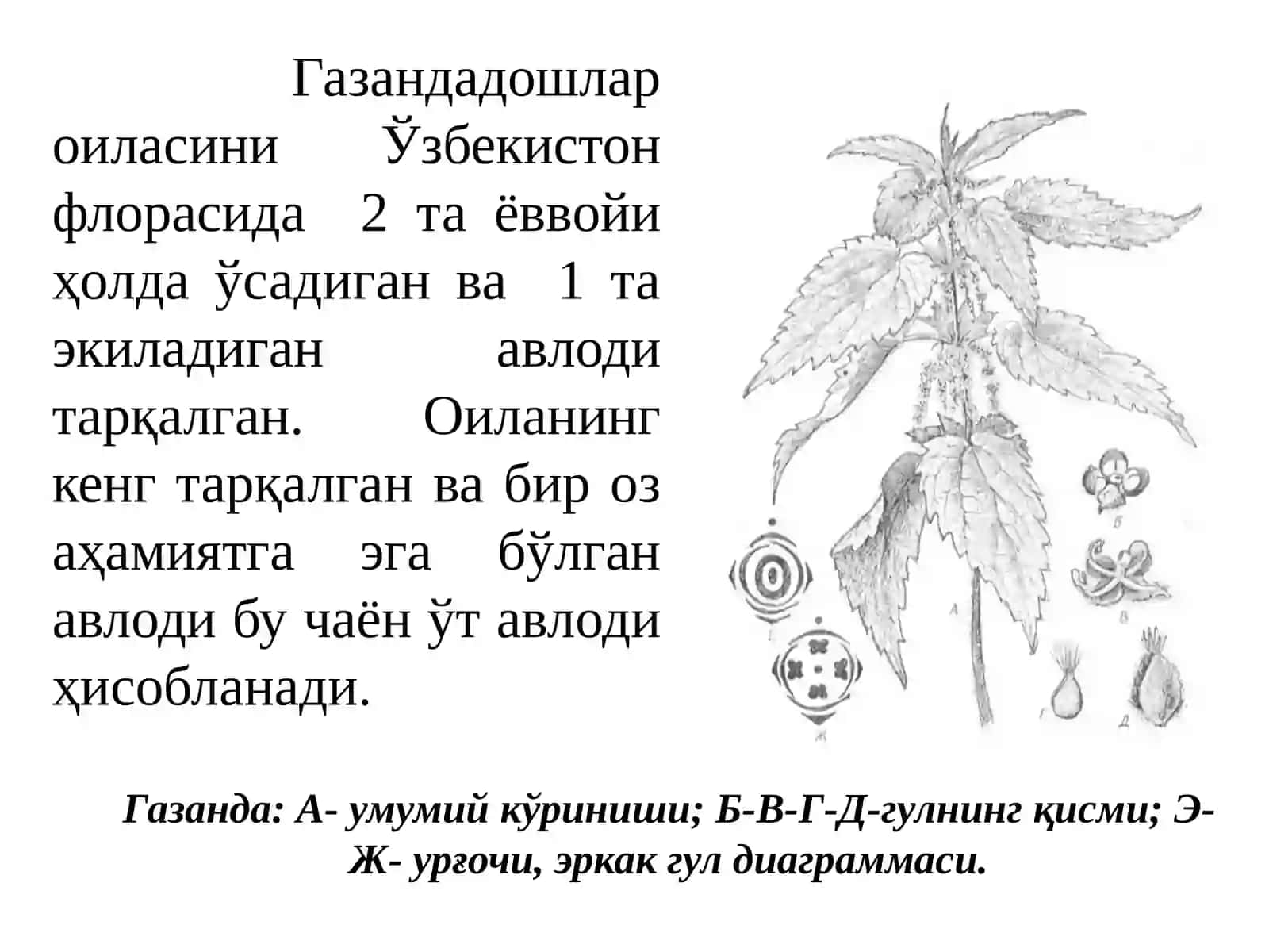 Urtica dioica (Газанда ўти) 3