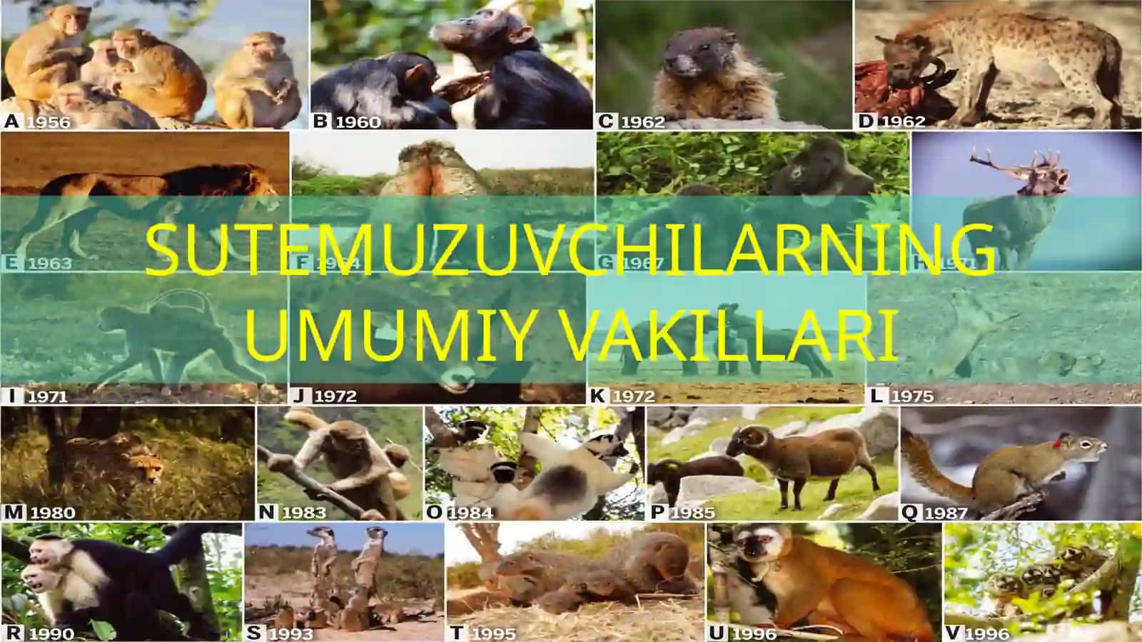 Sutemuzuvchilar 3
