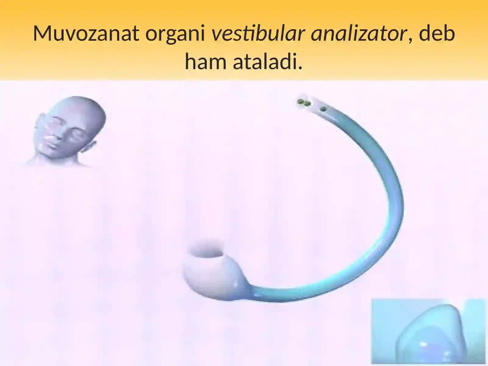 Muvozanat organi (vestibular analizator) 3