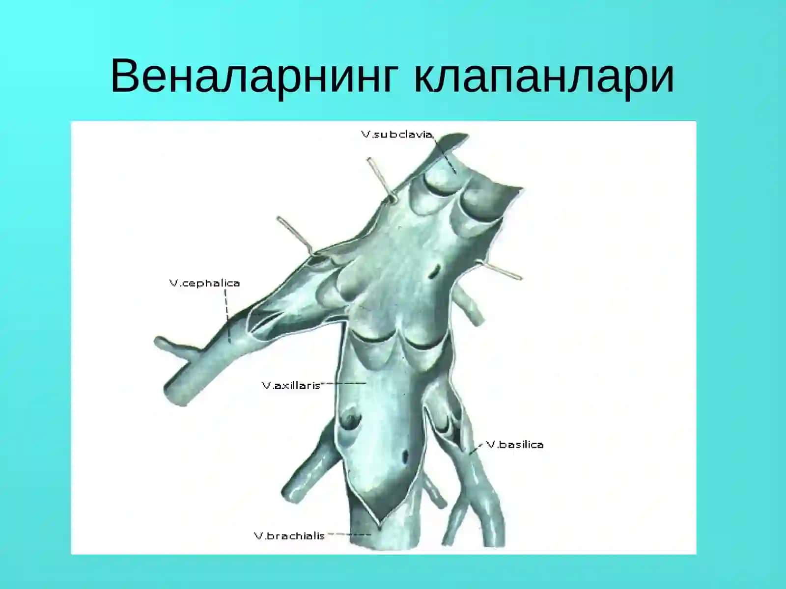 Оёқ веналарининг варикоз касаллиги 3