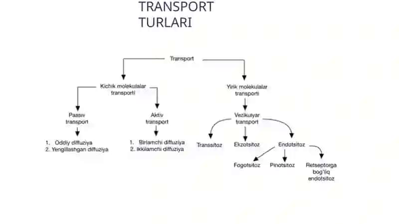 MEMBRANA  TRANSPORTI 3