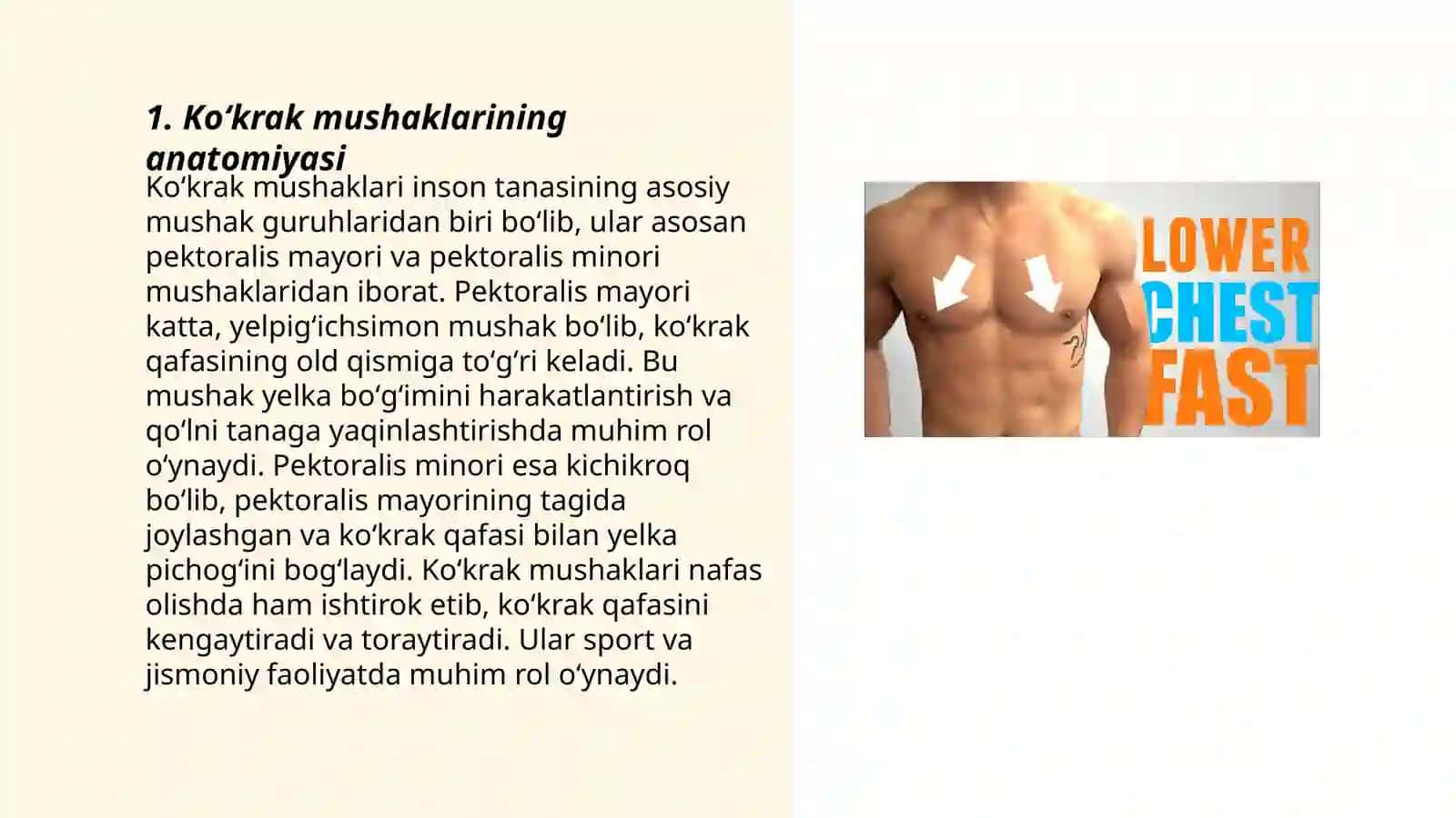 Koʻkrak mushaklari. Diafragma. Qorin mushaklari 3