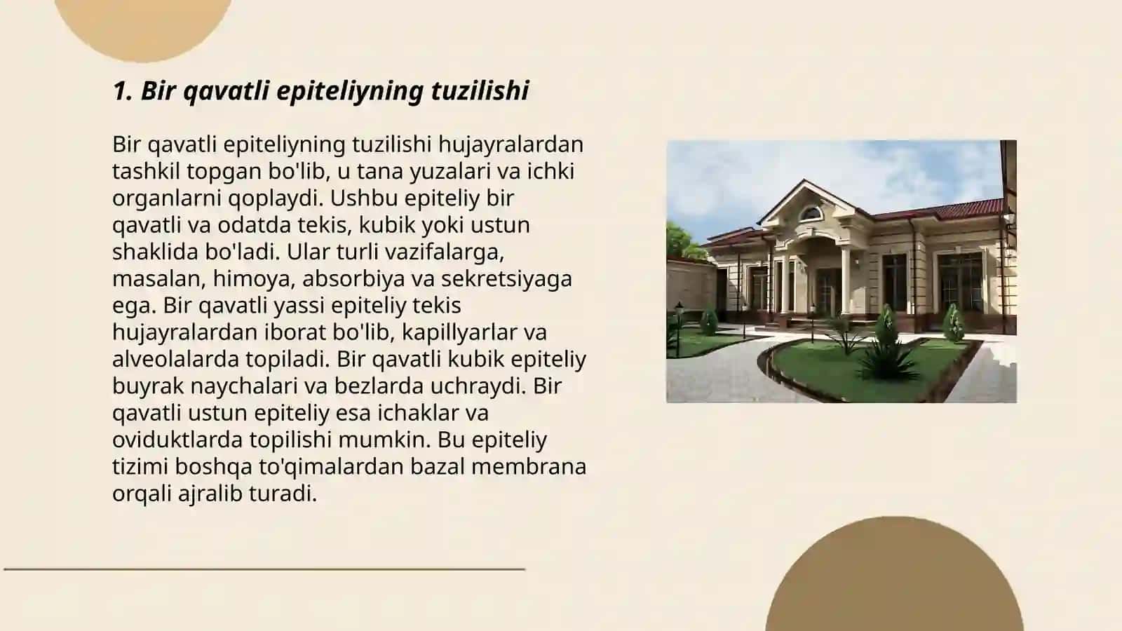 Bir qavatli epiteliy 3