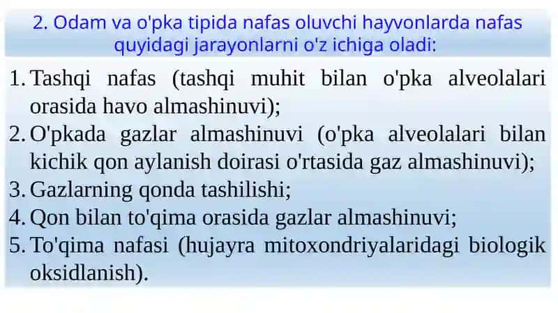 Nafas olishning ahamiyati 3