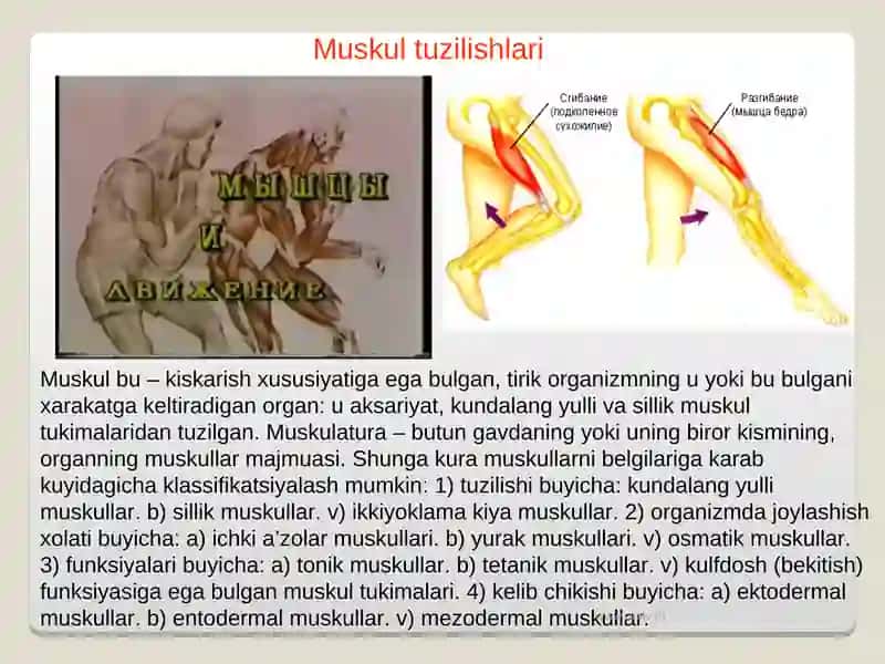 MUSKULLAR REGENERATSIYASI. 3