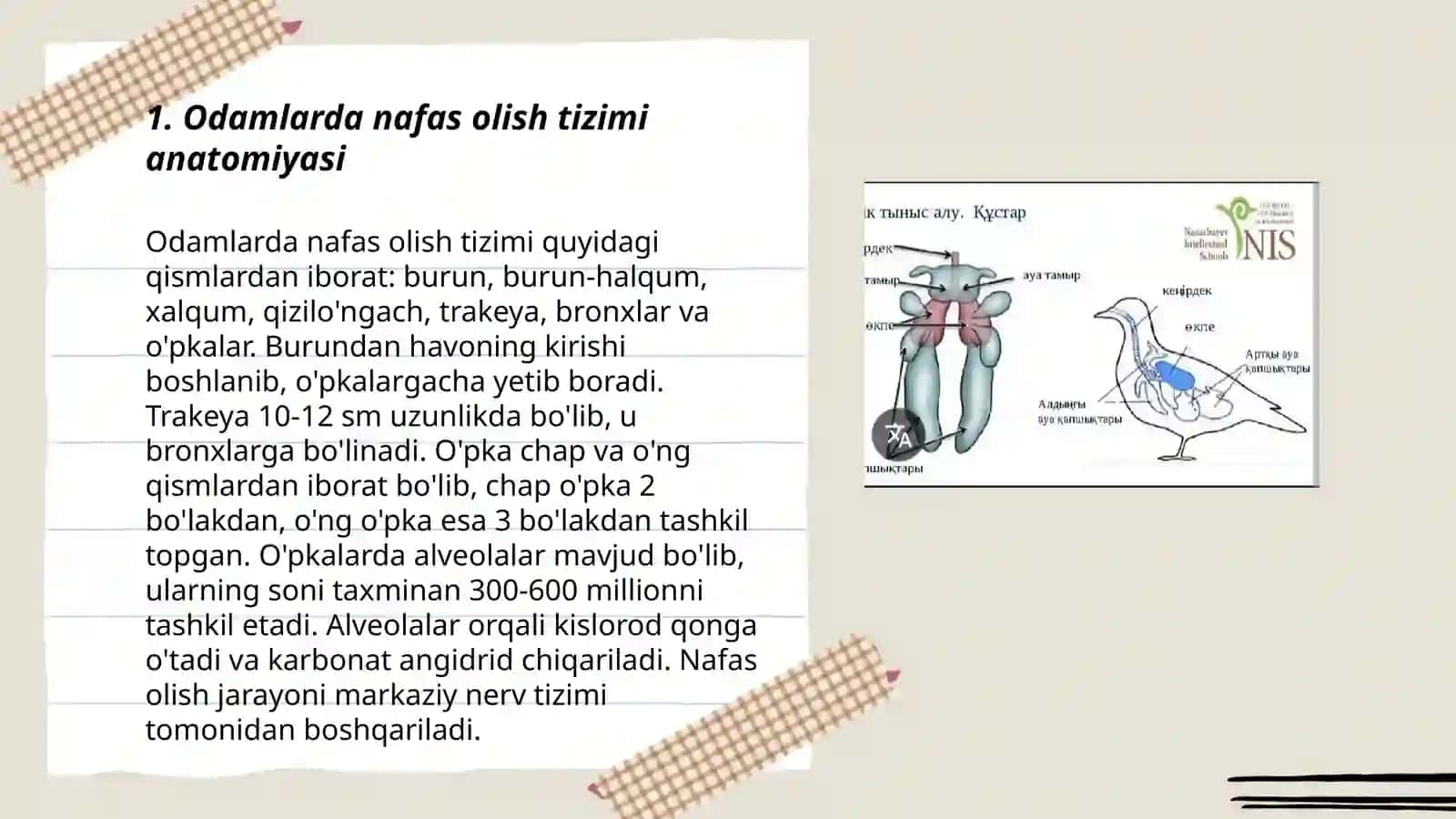 Odam va hayvonlarda nafas olish sistemasi 3