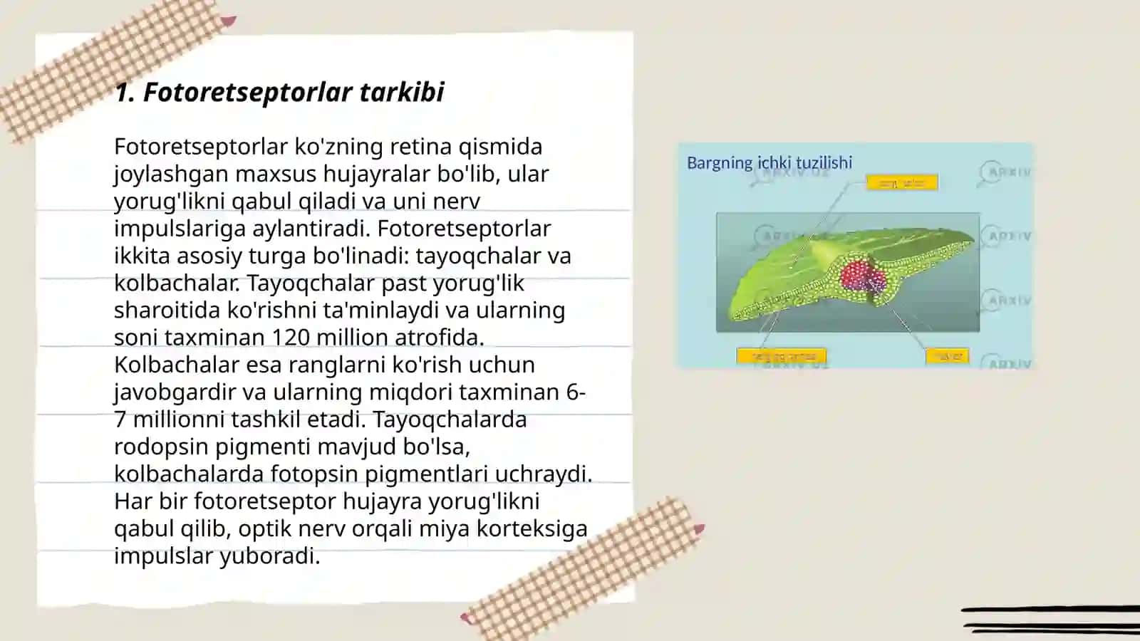 Fotoretseptsiyaning morfologik asoslari 3