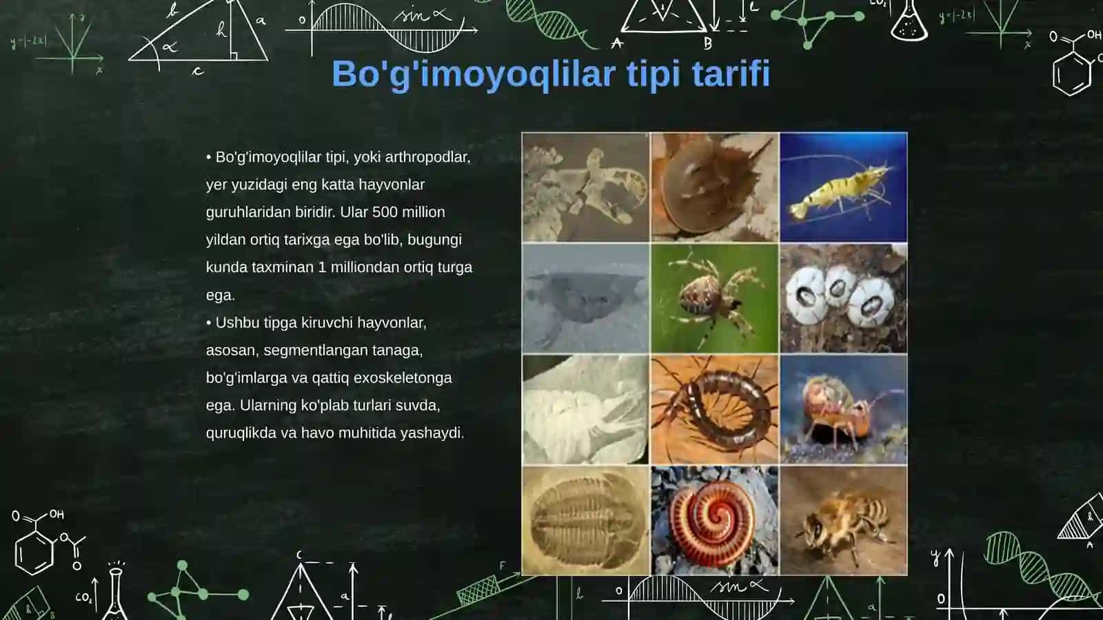 Bo'g'imoyoqlilar tipi 3