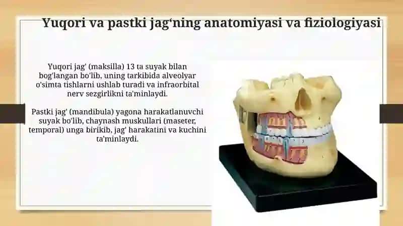 Yuqori va pastki jag' anatomiyasi va fiziologiyasi 3