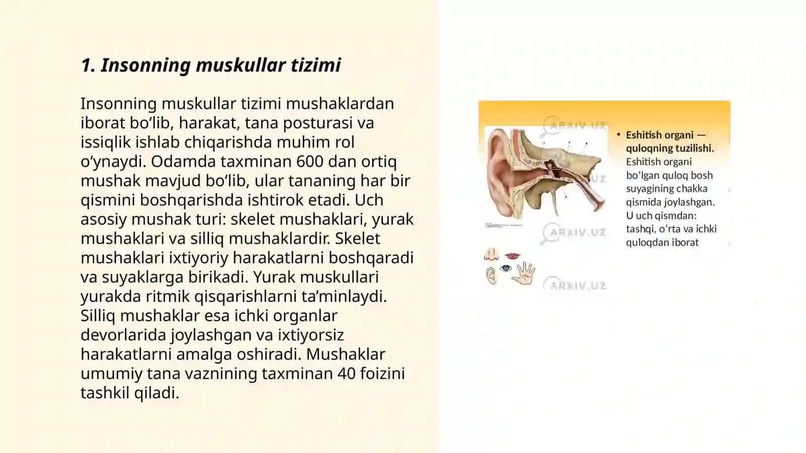 Inson harakatlanish tizimi 3