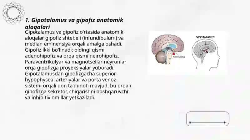 Gipotalamusning gipofiz bilan aloqasi 3