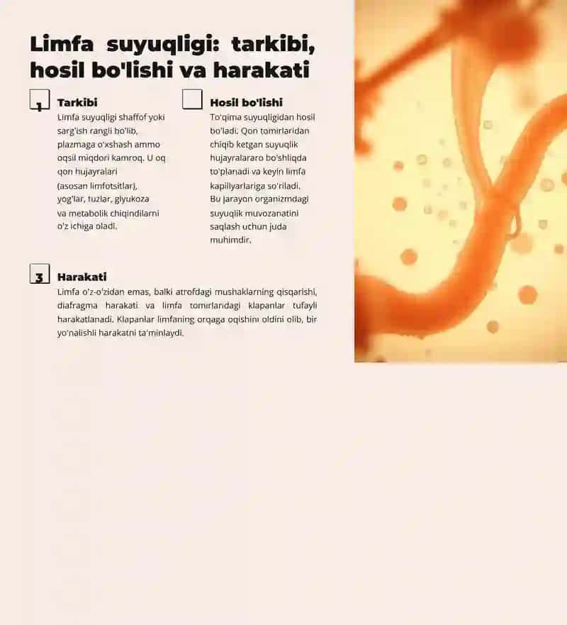Limfa sistemasi 3