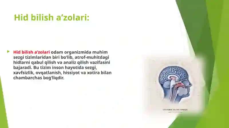 Hid bilish a’zolarining funksional anatomiyasi 3