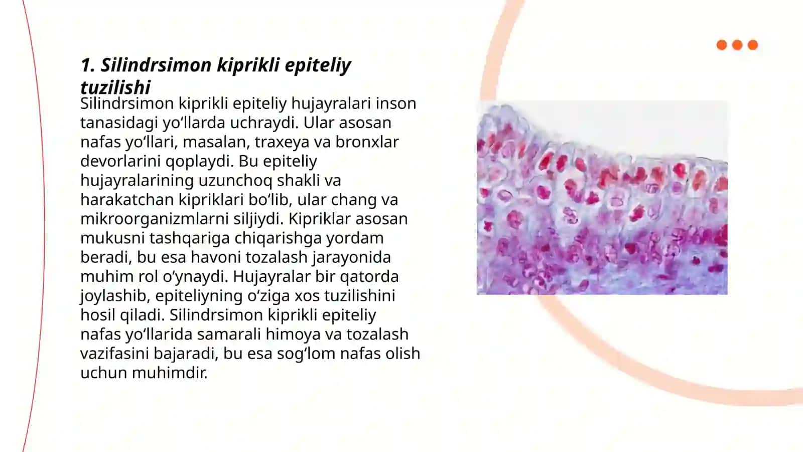 Silindrsimon kiprikli epiteliy tuzilishi 3