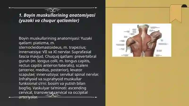 Boyin muskuli 3