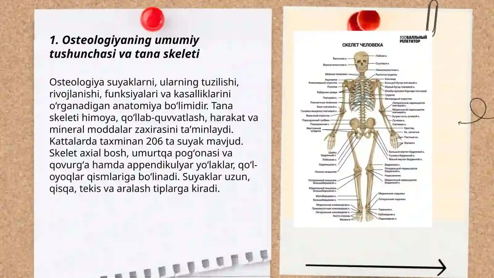 Osteologiya suyaklar tushunchalari 3