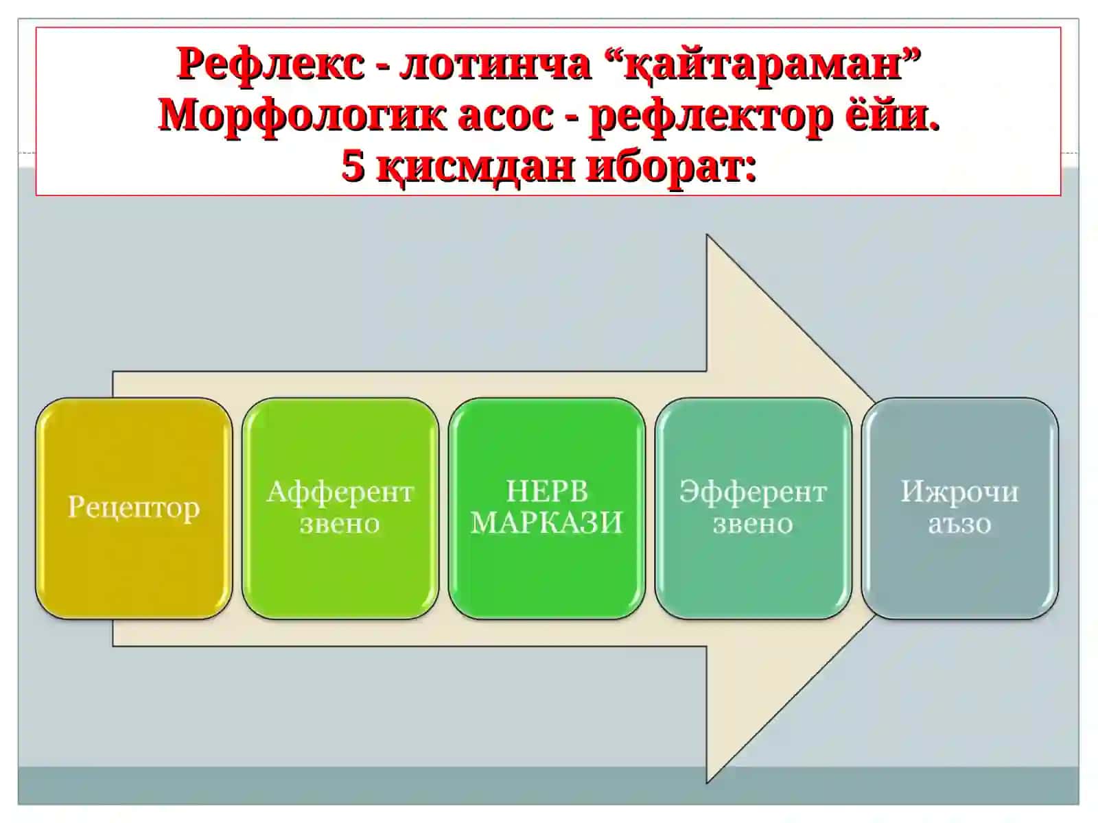 Бош мия яримшарларининг анатомияси ва физиологияси 3