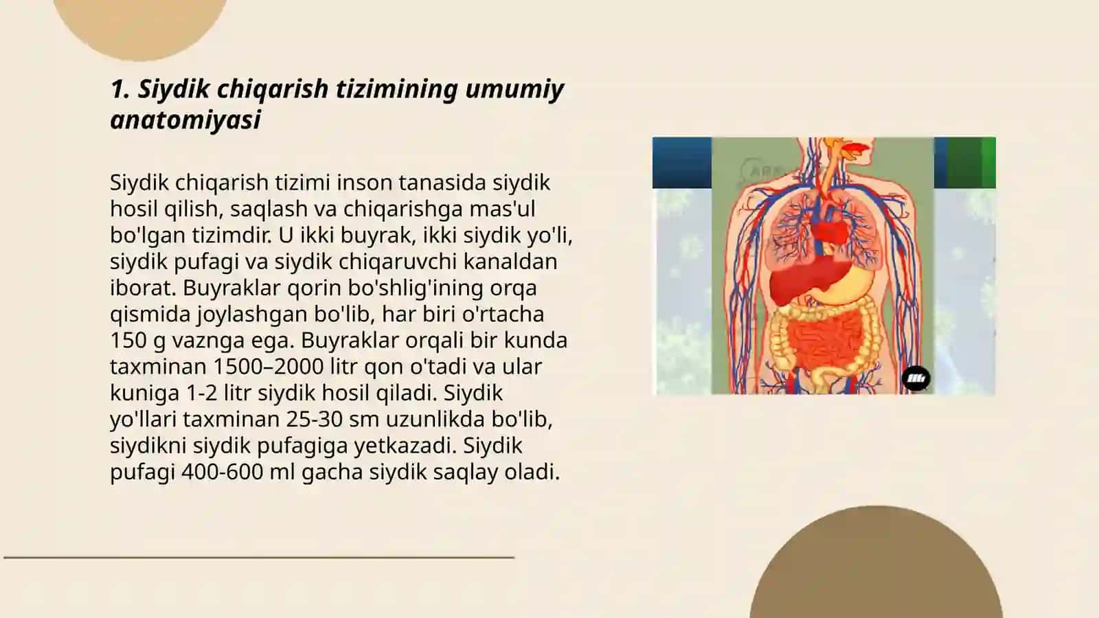 Siydik chigarish tizimning funksional va klinik anatomiyasi 3