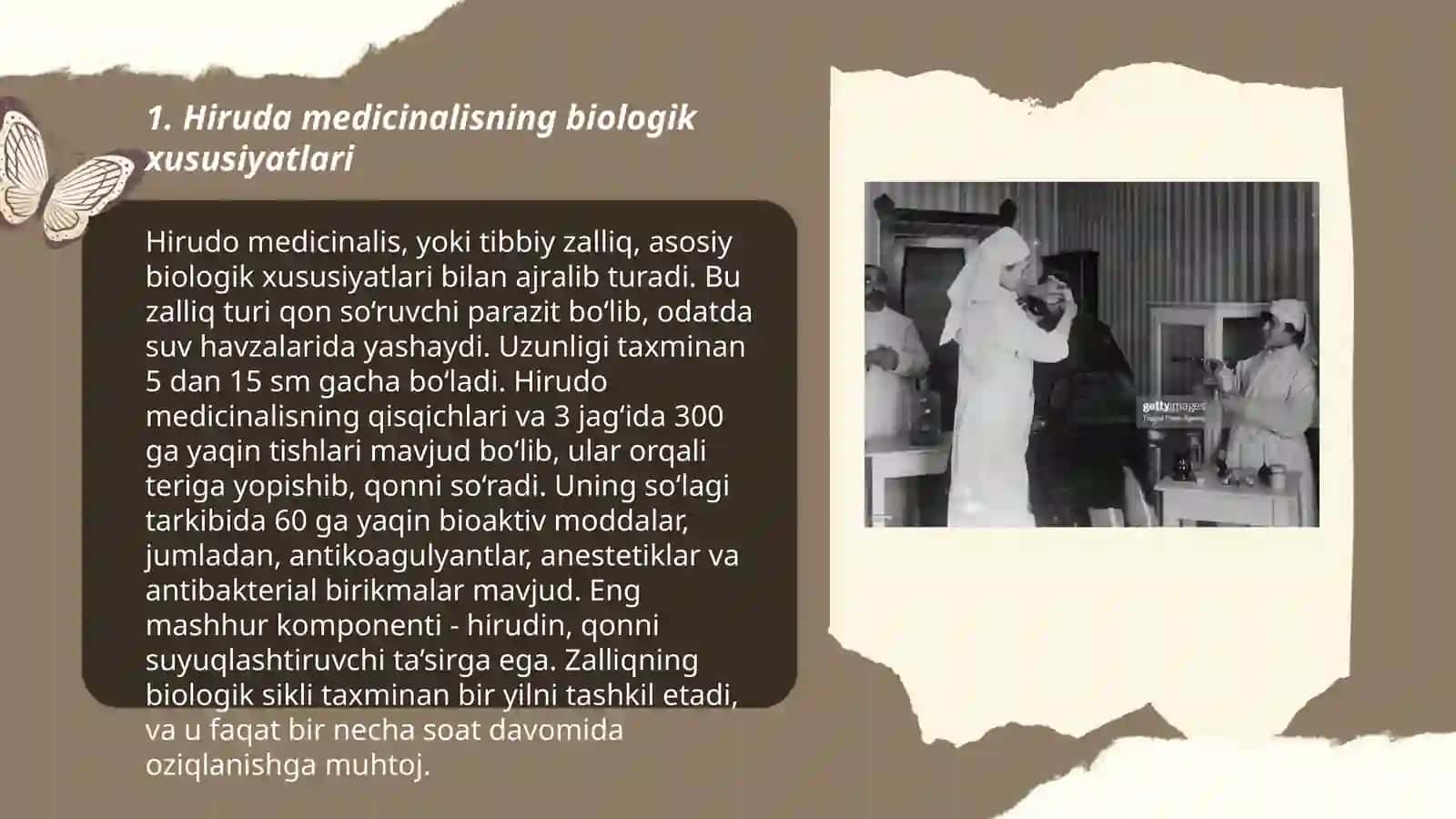 Hiruda medicanalis 3