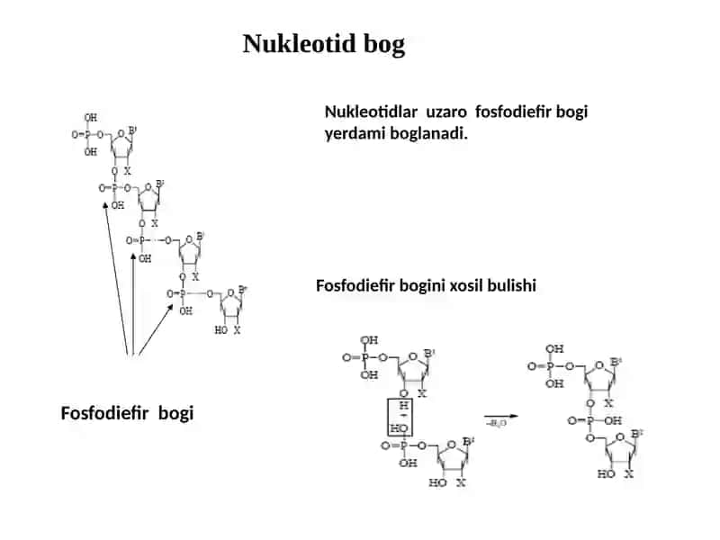 Nuklein kislotalar 3