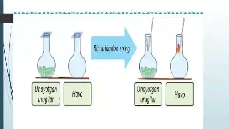 TIRIKORGANIZMLARNING NAFASOLISHI 3