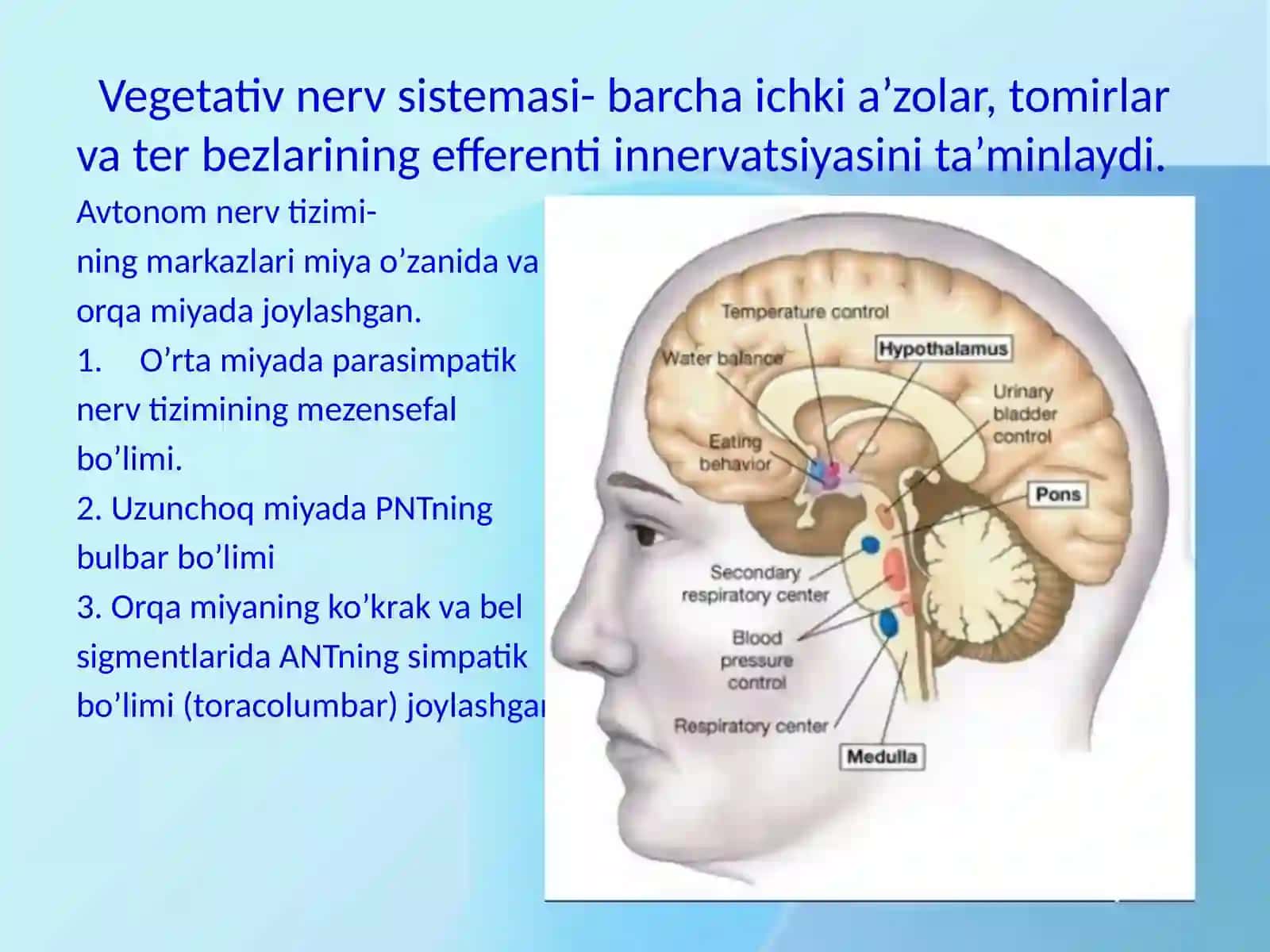 Vegetativ nerv sistemasi 3
