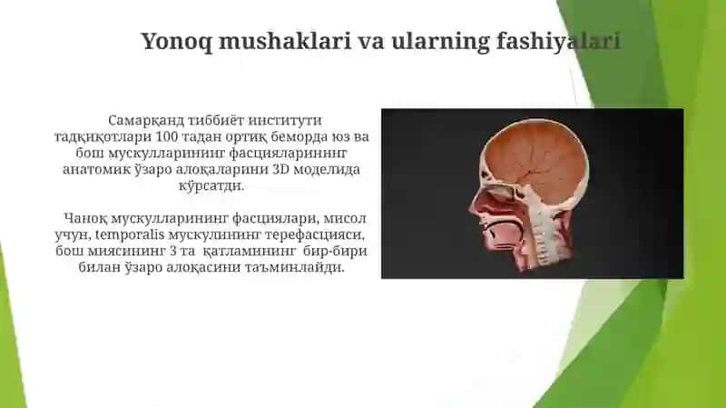 Bosh mushaklari 3