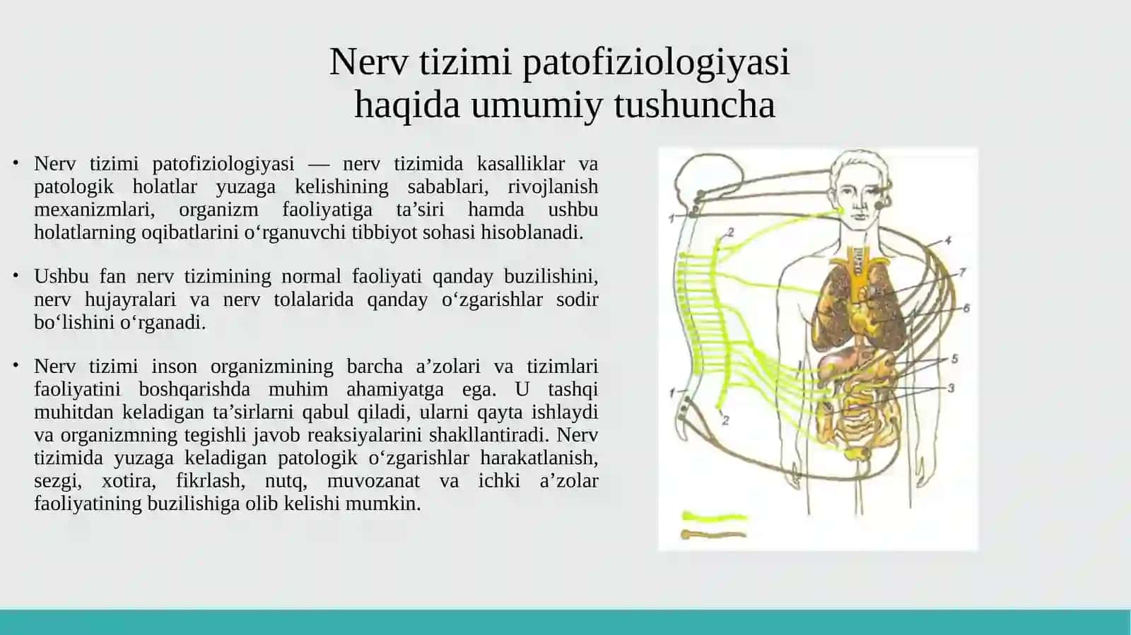 NERV TIZIMI PATAFIZIOLOGIYASI 3