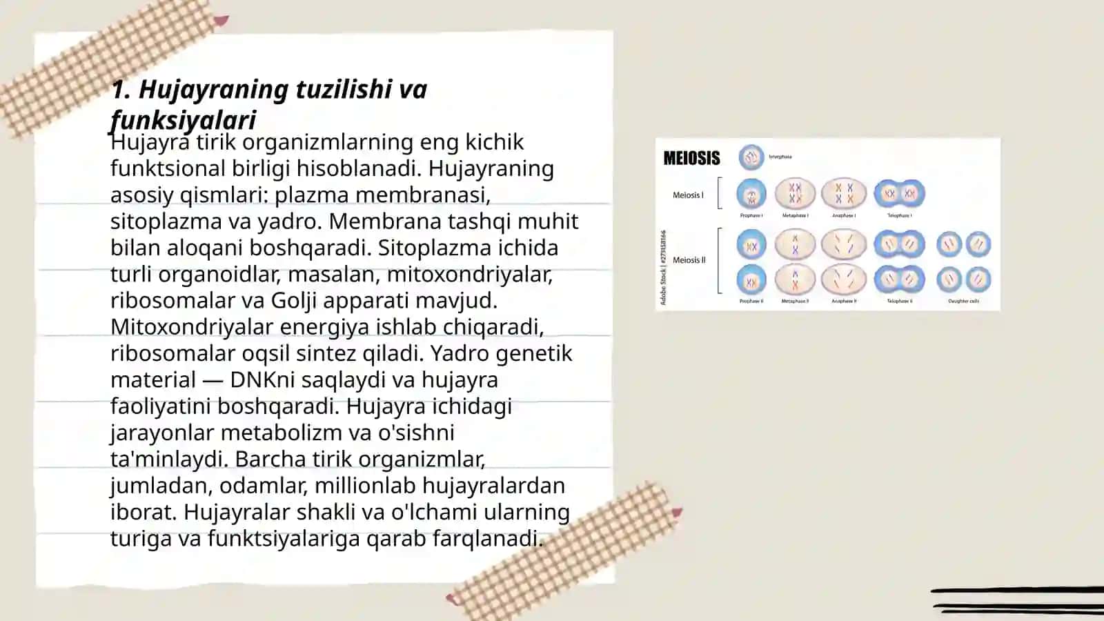 Hujayra Tuzilishi va Funksiyalari 3
