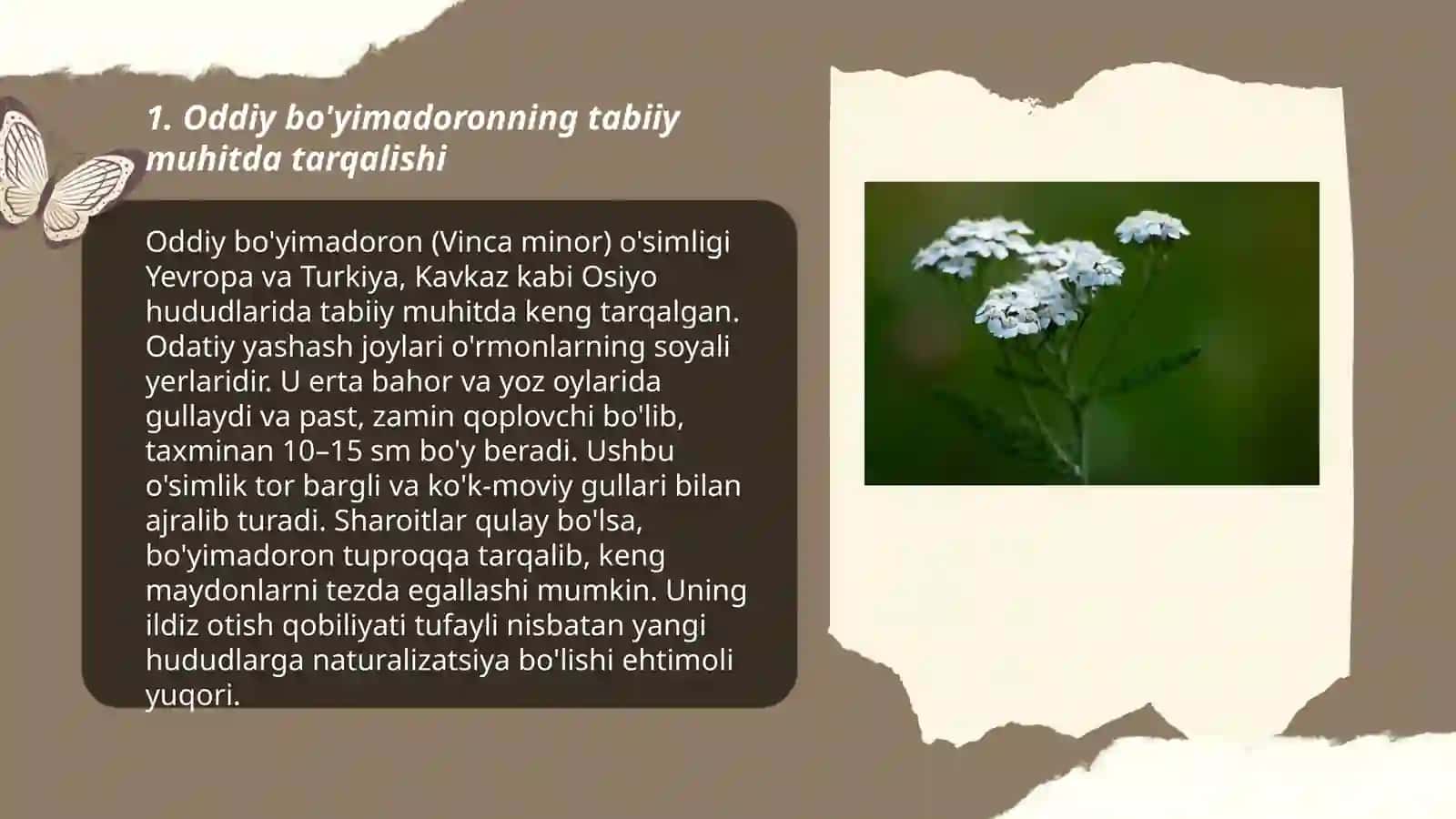 Oddiy bo'yimadoron (Achillea millefolium) turining tarqalishi, ekologiyasi va tibbiyotda qo'llanishi 3