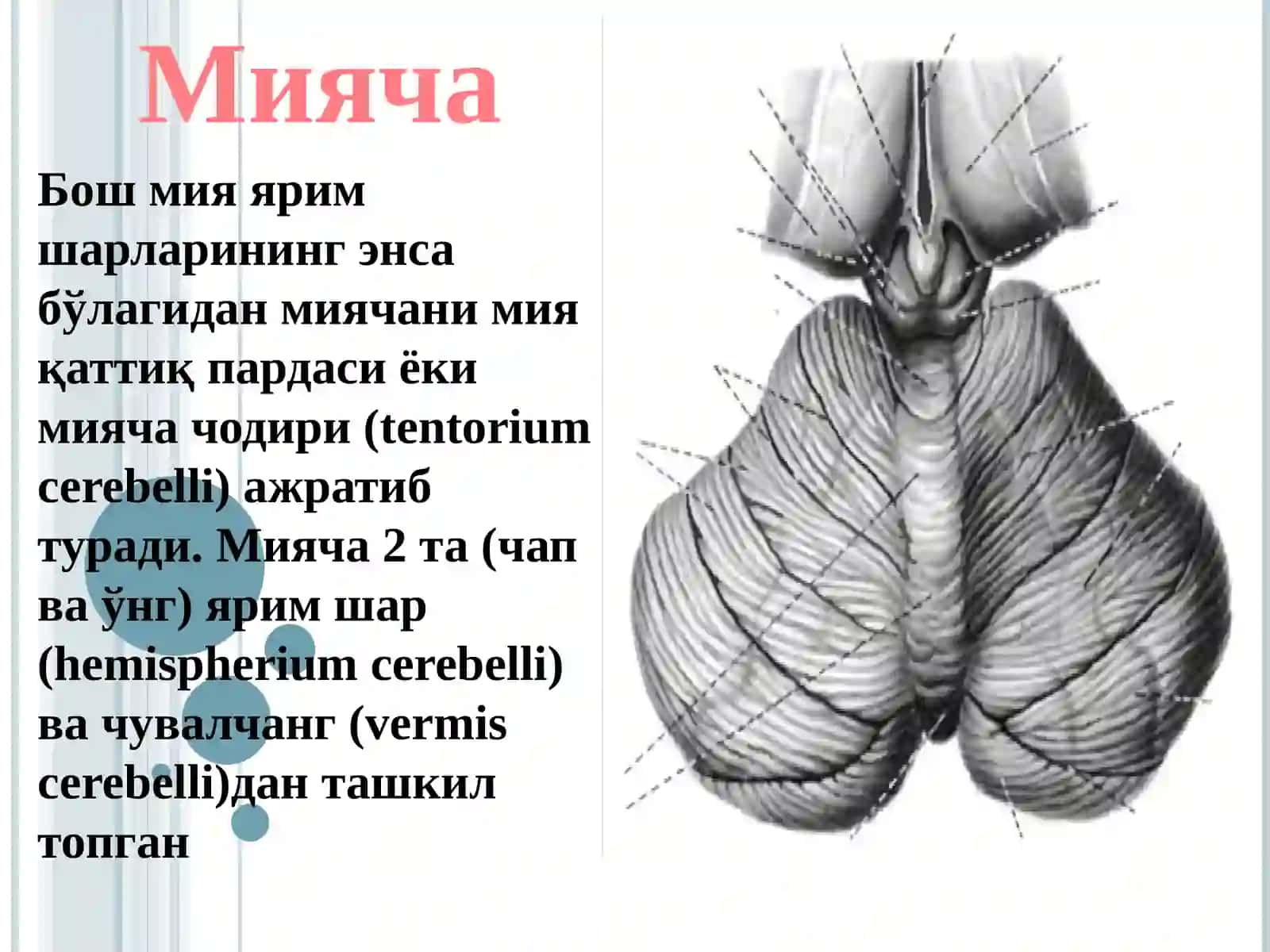 Мияча 3