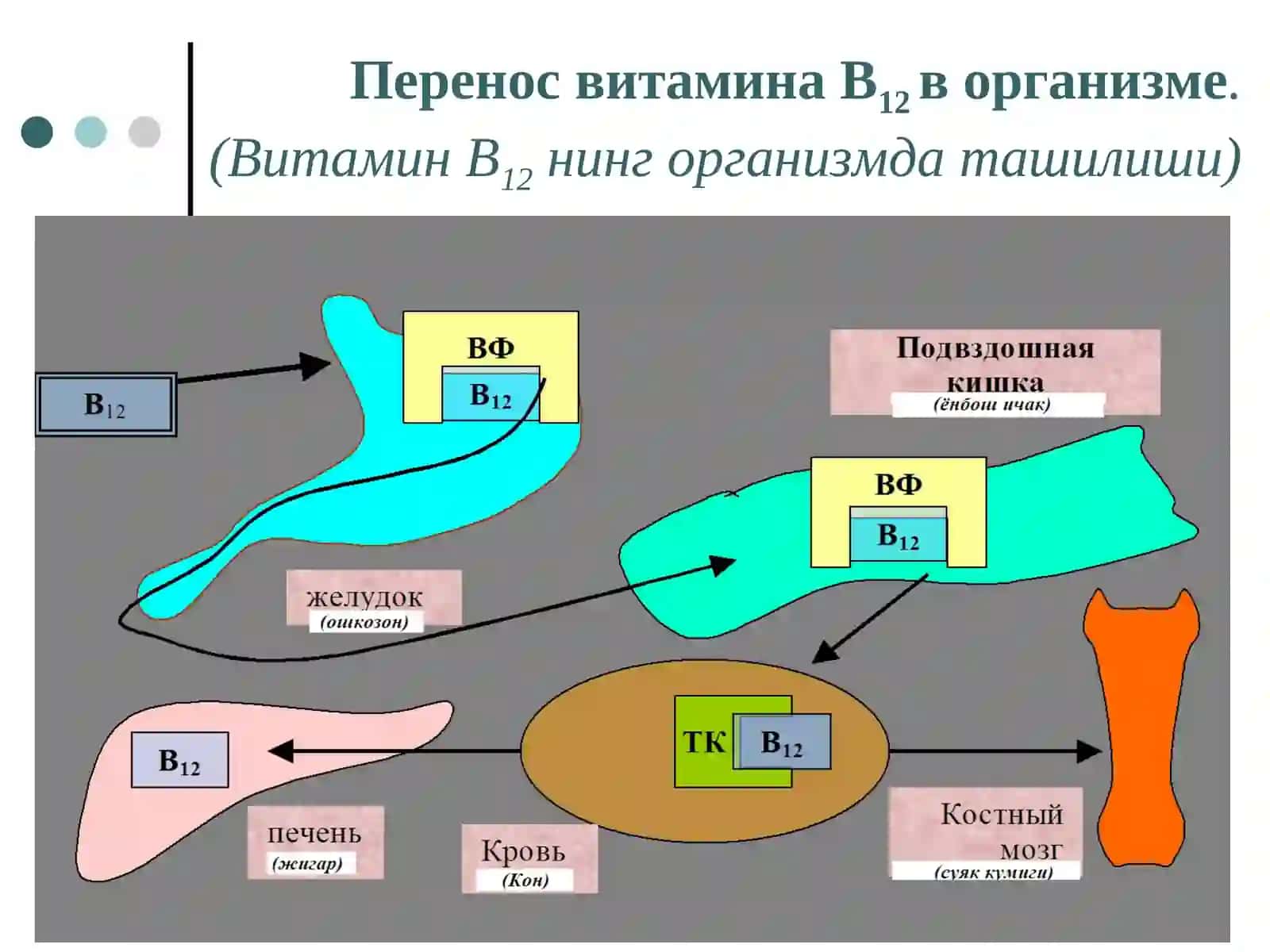 Мегалобластные анемии(Мегалобласт камконликлар) 3