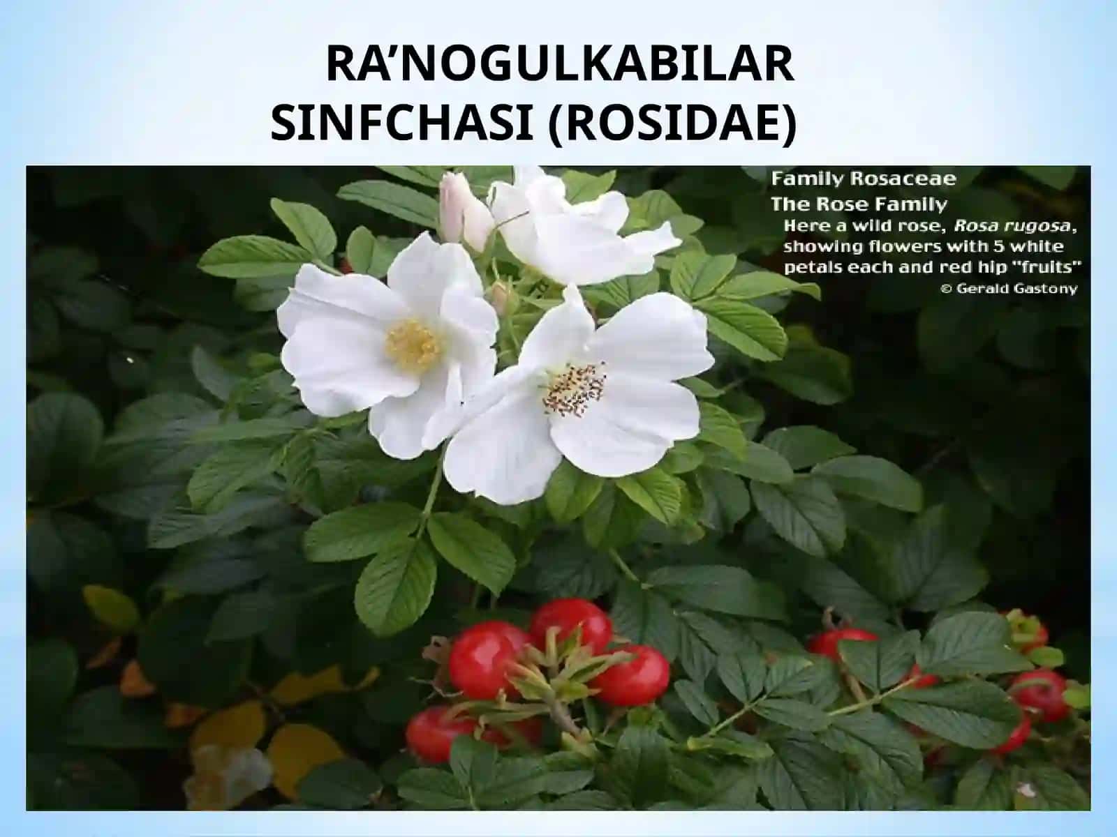 Ra`nonamolarqabilasi 3